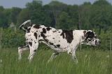 DOGUE ALLEMAND 548